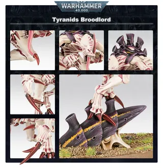 Zdjęcie referencyjne Broodlord