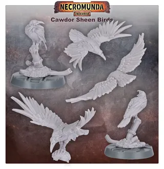 Cawdor Sheen Birds reference photo