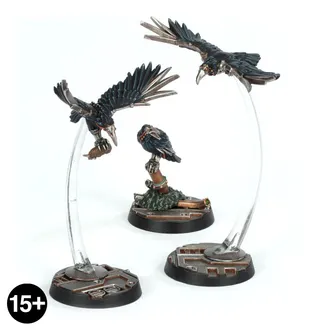 Cawdor Sheen Birds reference photo